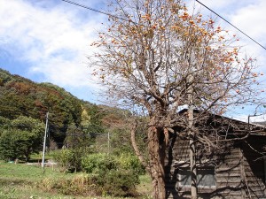 DSC00353