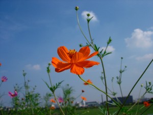 癒されます 癒されます