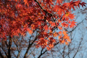 きれいなグラデ