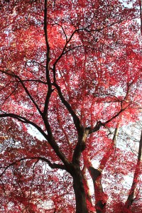 これぞ紅葉