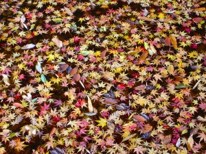 水面に浮かぶ紅葉
