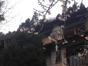 のどかですなー のどかですなー