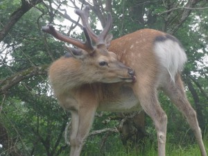 ぺろぺろ